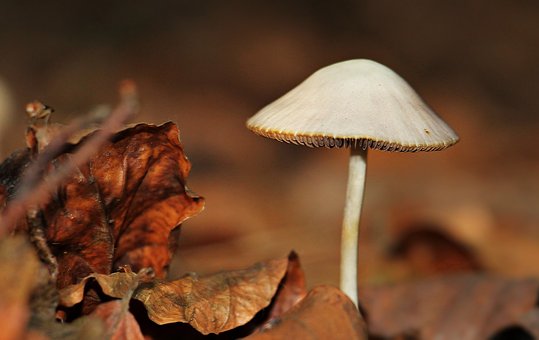 Achieve Optimal Health with the Help of Mushroom Supplements