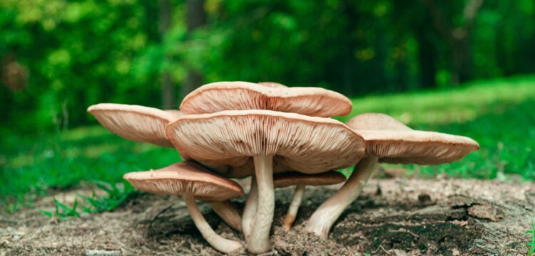 best mushroom supplement brands